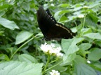 DSCN0372.JPG